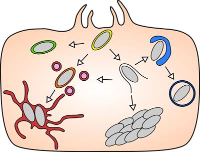 Fit to dwell in many places – The growing diversity of intracellular Salmonella niches